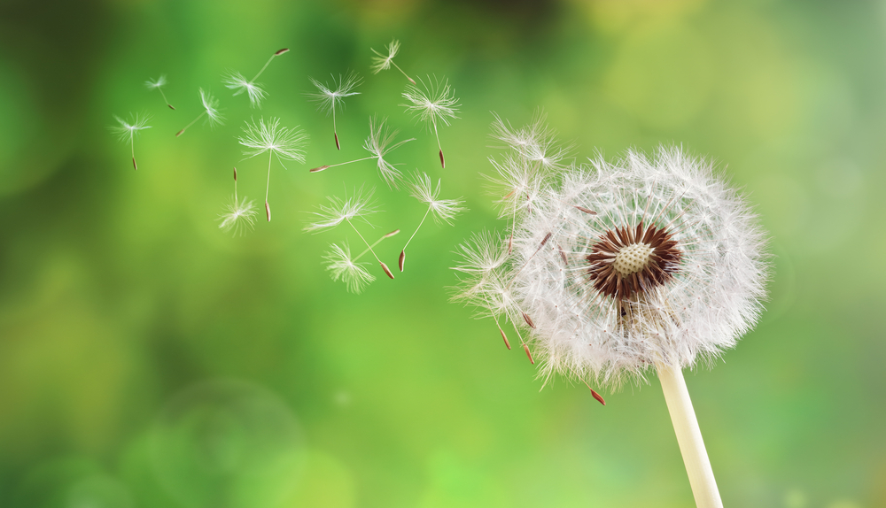 Mon approche Grain 2 Conscience - Symbole la samare…