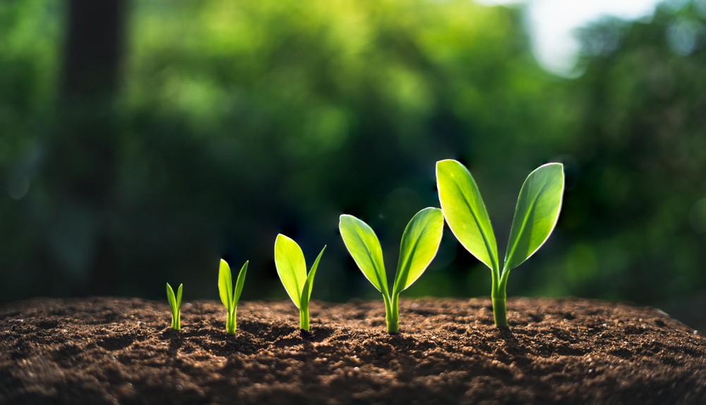 Coaching Grain 2 Conscience - Symbole la samare…