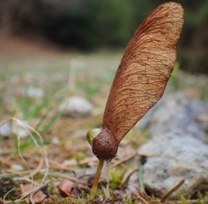 Grain 2 Conscience - Symbole la samare…